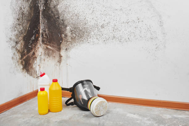 Mold Removal Process in North Richland Hills, TX