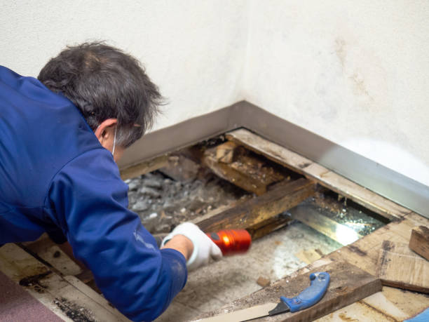 Professional Mold Removal in North Richland Hills, TX