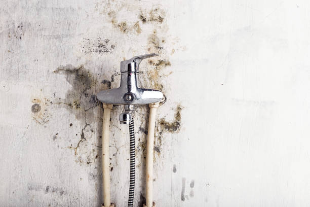 Best Black Mold Removal  in North Richland Hills, TX