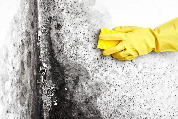 Best Toxic Mold Removal  in North Richland Hills, TX