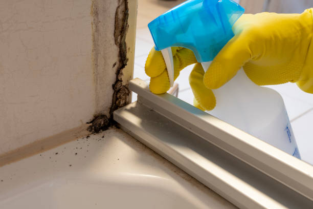 Best Mold Removal Company Near Me  in North Richland Hills, TX