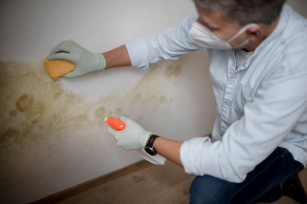 Best Mold Remediation  in North Richland Hills, TX