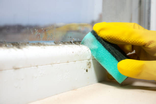 Best Mold Cleaning Services  in North Richland Hills, TX