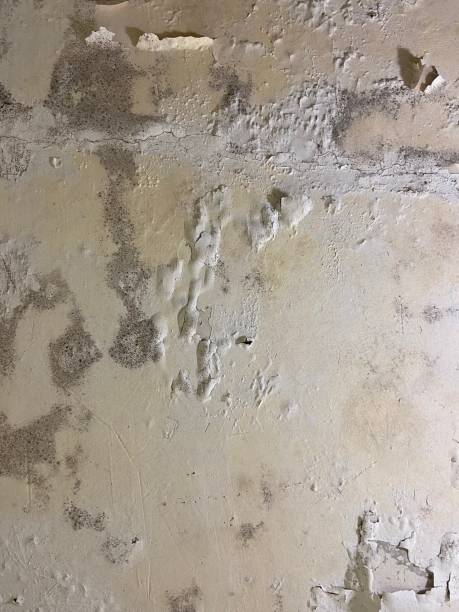 Best Same-Day Mold Removal  in North Richland Hills, TX