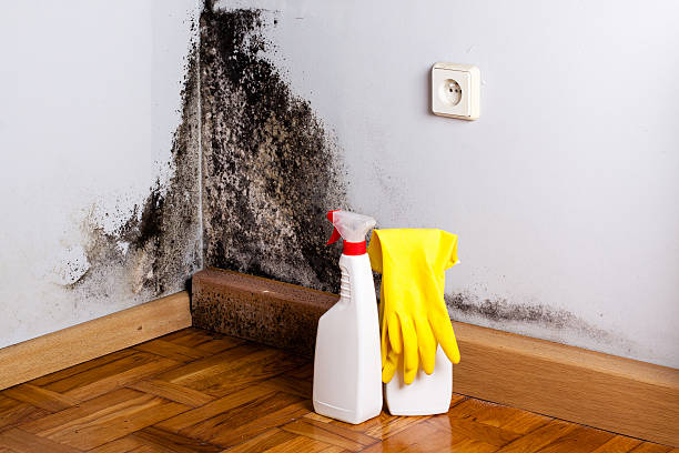 Best Mold Testing  in North Richland Hills, TX