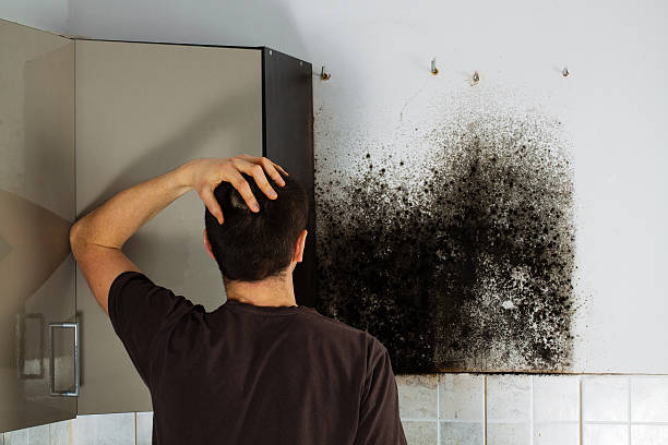 Best Certified Mold Removal  in North Richland Hills, TX