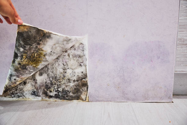 Best Toxic Mold Removal  in North Richland Hills, TX